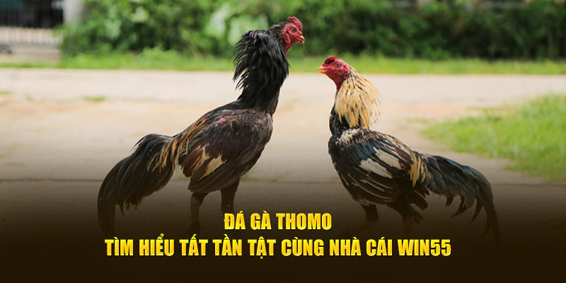 đá gà Thomo